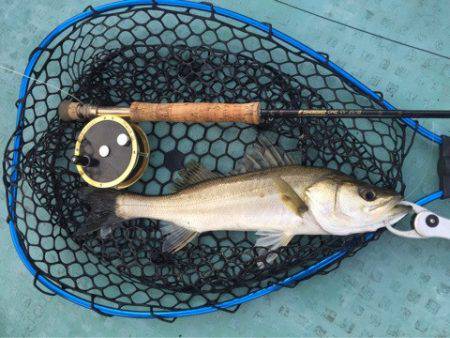 アマテラス 釣果