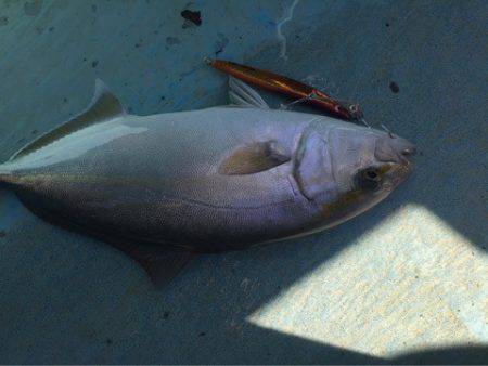 ぽん助丸 釣果