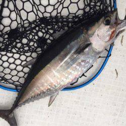 「LaGooN」蒼陽丸 日和号 釣果