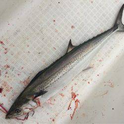 「LaGooN」蒼陽丸 日和号 釣果