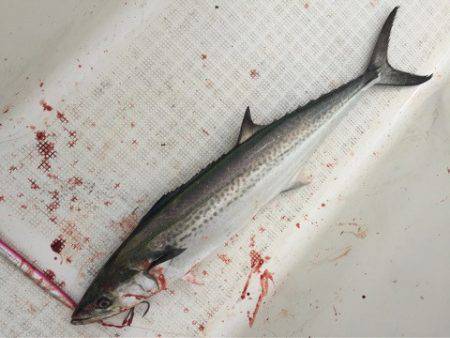 「LaGooN」蒼陽丸 日和号 釣果