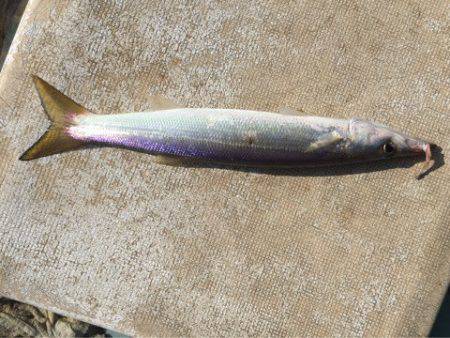 アマテラス 釣果