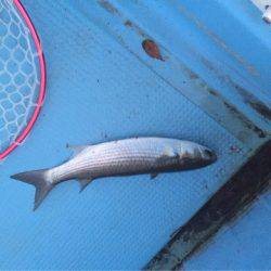 アマテラス 釣果