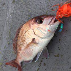 第二 海洋丸 釣果