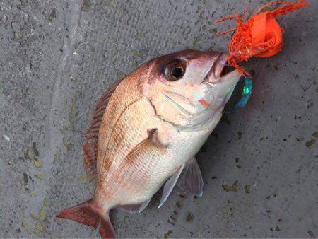 第二 海洋丸 釣果