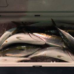 第二八坂丸 釣果