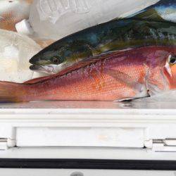 第二八坂丸 釣果