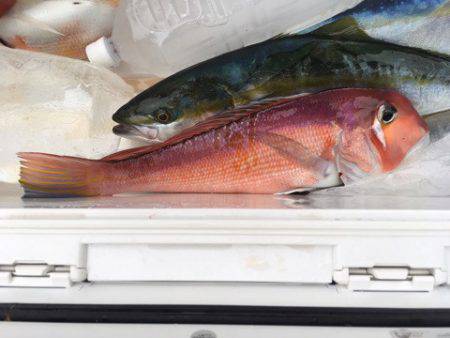 第二八坂丸 釣果