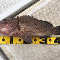 龍神丸（鹿児島） 釣果