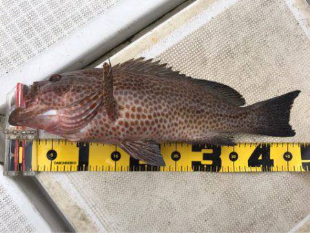 龍神丸（鹿児島） 釣果