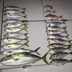 SeaRide(シーライド) 釣果