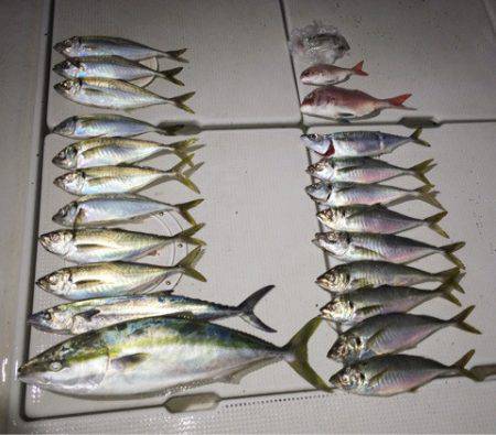 SeaRide(シーライド) 釣果