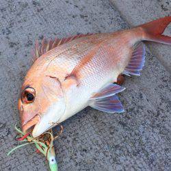 第二 海洋丸 釣果