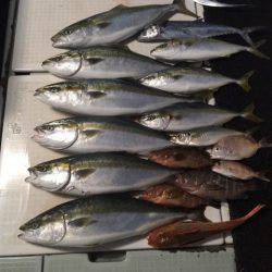 エムズジャーク(M’s JERK) 釣果