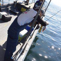 第二 海洋丸 釣果