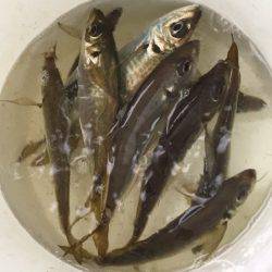 第二 海洋丸 釣果