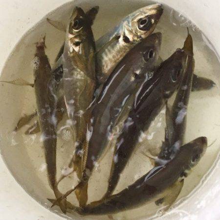 第二 海洋丸 釣果