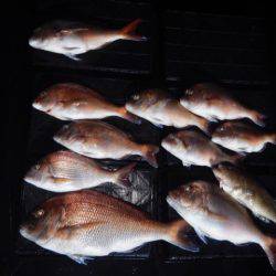 渡船屋たにぐち 釣果