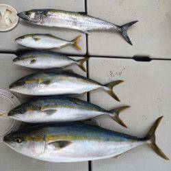 SeaRide(シーライド) 釣果