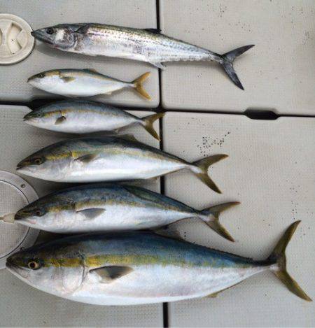 SeaRide(シーライド) 釣果