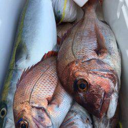 第二八坂丸 釣果