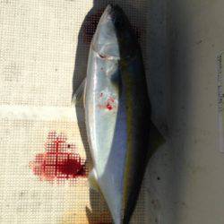 じゅん栄丸 釣果