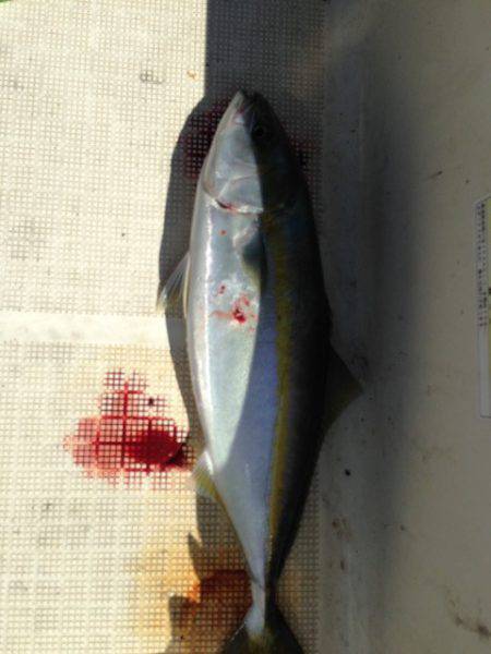 じゅん栄丸 釣果