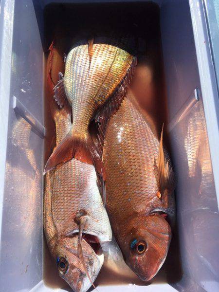 第二八坂丸 釣果