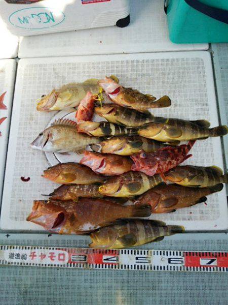 チャモロ 釣果