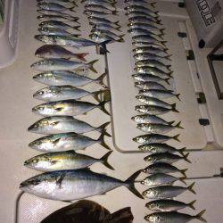 SeaRide(シーライド) 釣果