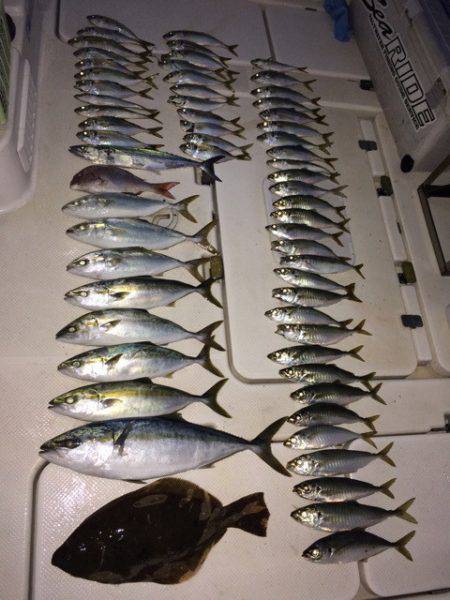 SeaRide(シーライド) 釣果