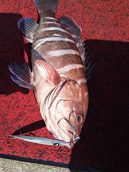 光生丸 釣果