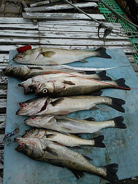 KO-SHIN丸 釣果