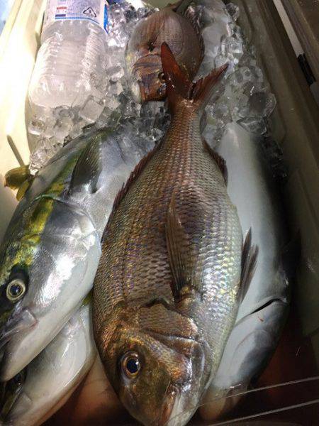 第二八坂丸 釣果