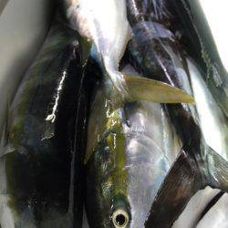 第二八坂丸 釣果