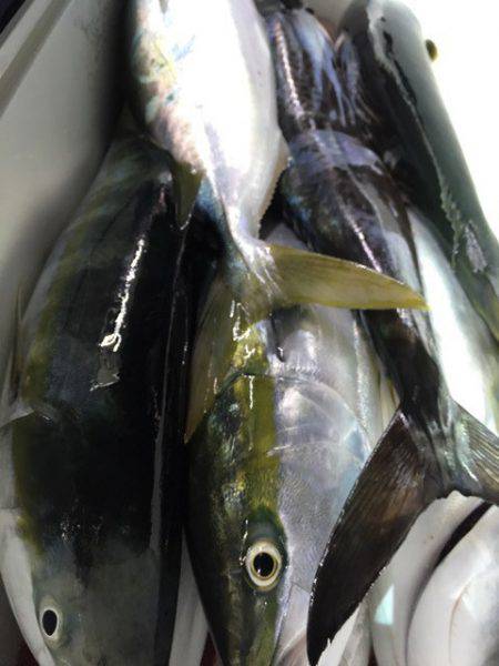 第二八坂丸 釣果