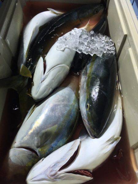 第二八坂丸 釣果