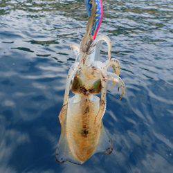 まるいち丸 ZERO-1 釣果