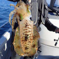 まるいち丸 ZERO-1 釣果