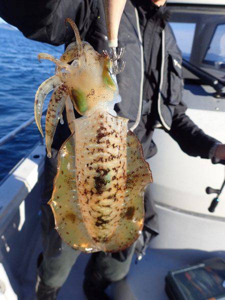 まるいち丸 ZERO-1 釣果