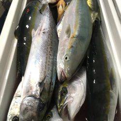 第二八坂丸 釣果