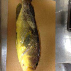 じゅん栄丸 釣果