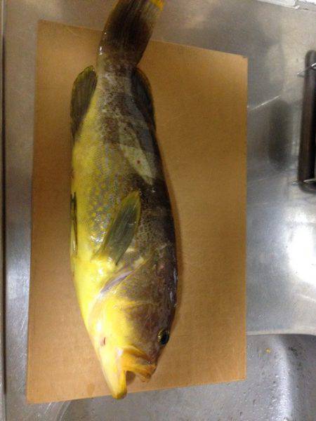 じゅん栄丸 釣果