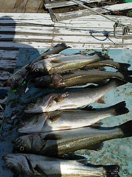 KO-SHIN丸 釣果