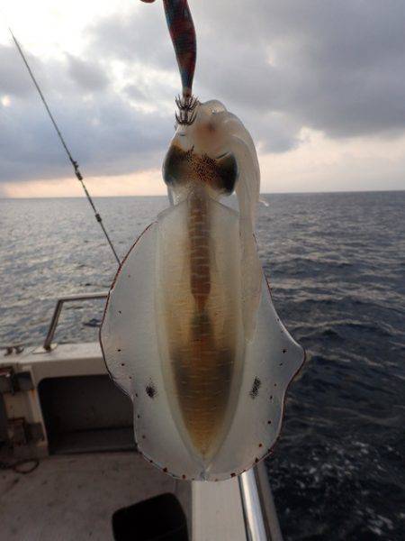 まるいち丸 ZERO-1 釣果