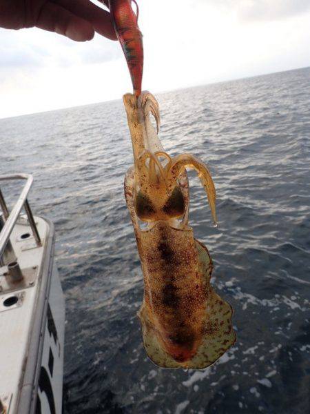 まるいち丸 ZERO-1 釣果