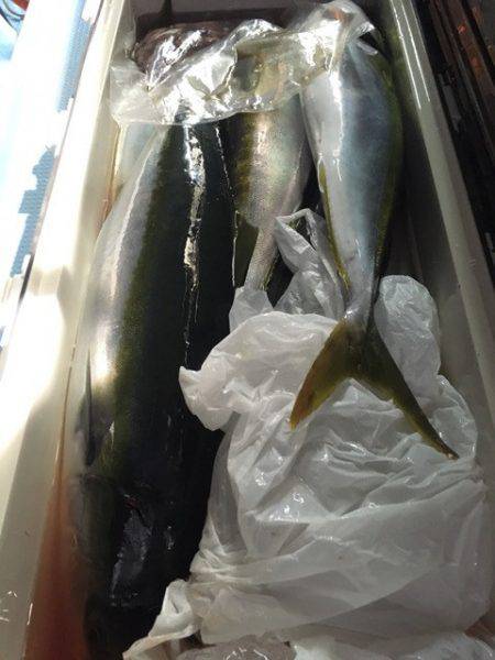 第二八坂丸 釣果