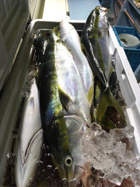 第二八坂丸 釣果