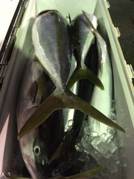 第二八坂丸 釣果