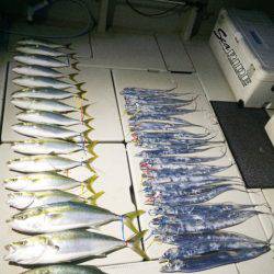 SeaRide(シーライド) 釣果